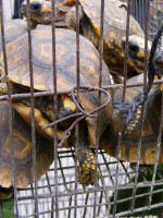 Tráfico de fauna silvestre: "Mendoza sigue siendo una ciudad de contrabando"