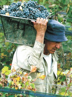Cosecha 2016: FeCoViTa ha mejorado las condiciones de pago de la uva