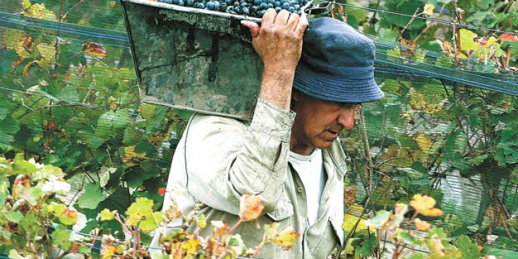Cosecha 2016: FeCoViTa ha mejorado las condiciones de pago de la uva