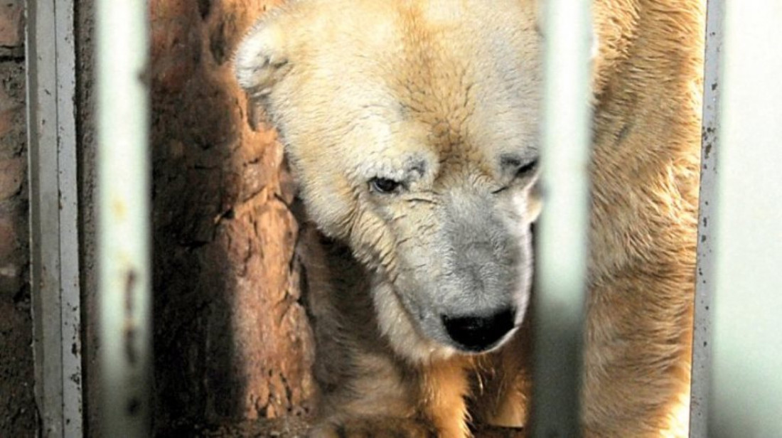 Confirmado: el oso Arturo será enterrado