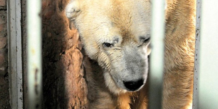 Confirmado: el oso Arturo será enterrado