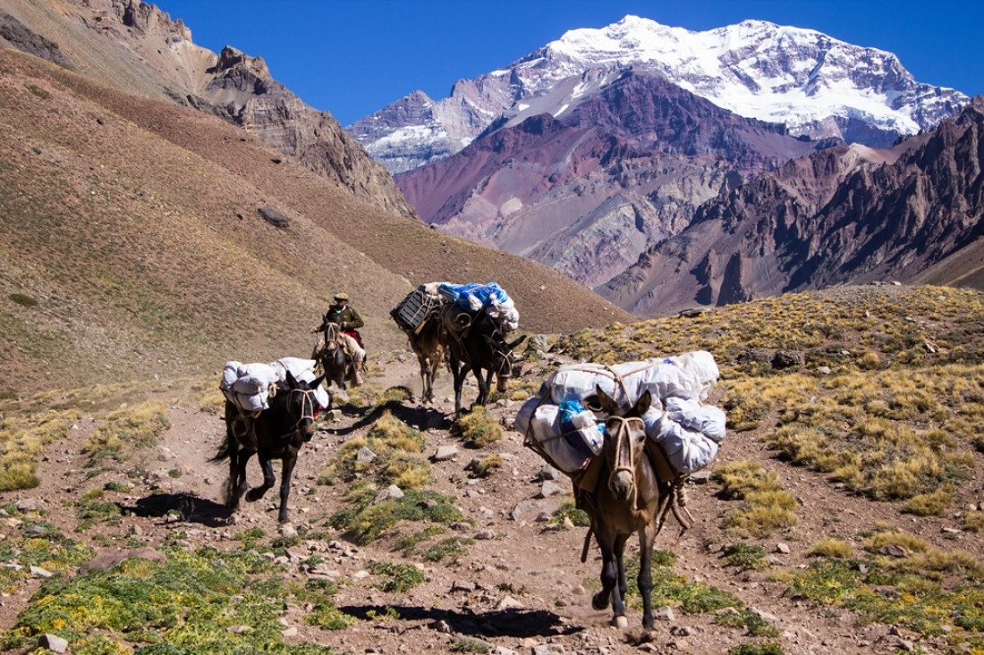 ¿Quién garantiza el cuidado de las mulas en el Aconcagua?