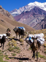 ¿Quién garantiza el cuidado de las mulas en el Aconcagua?