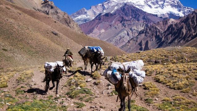 imagen ¿Quién garantiza el cuidado de las mulas en el Aconcagua?