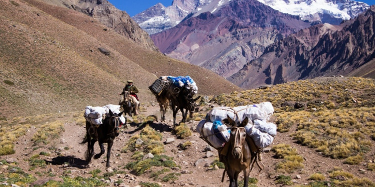 ¿Quién garantiza el cuidado de las mulas en el Aconcagua?