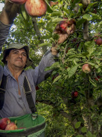 El calor inusual de la primavera adelantó la floración y compromete la calidad de los frutos