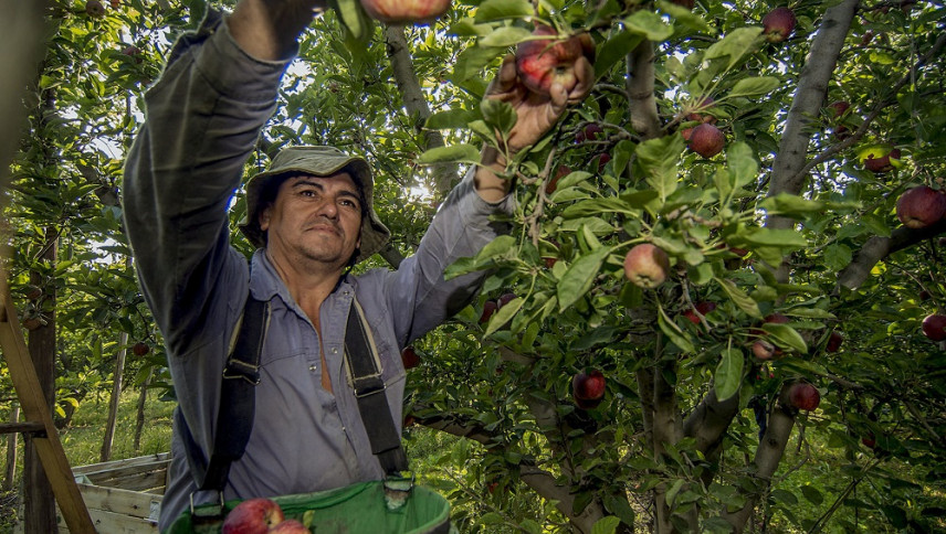 imagen que ilustra noticia El calor inusual de la primavera adelantó la floración y compromete la calidad de los frutos