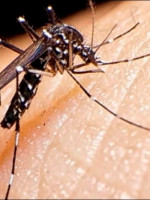 Dengue: Nación anunció la vacunación focalizada en zonas endémicas