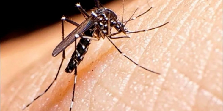 Dengue: Nación anunció la vacunación focalizada en zonas endémicas