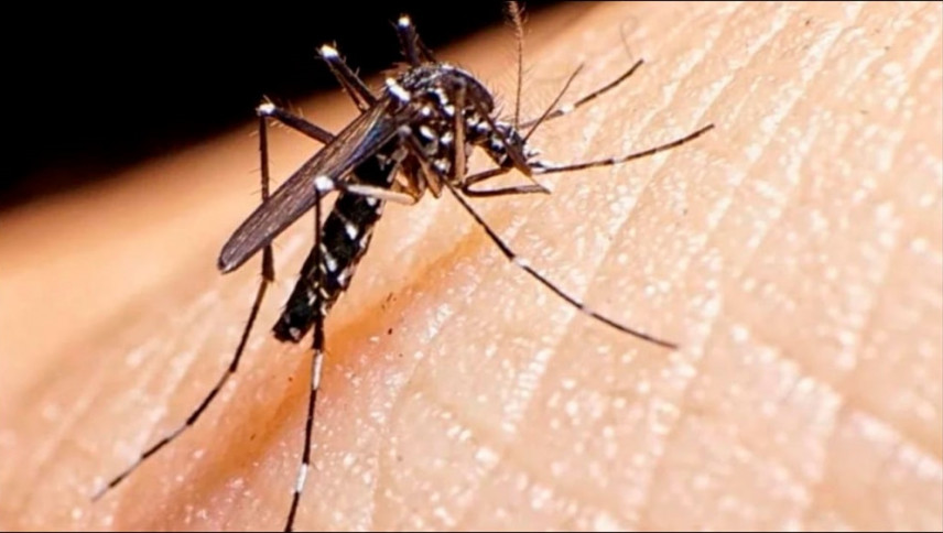 imagen que ilustra noticia Dengue: Nación anunció la vacunación focalizada en zonas endémicas