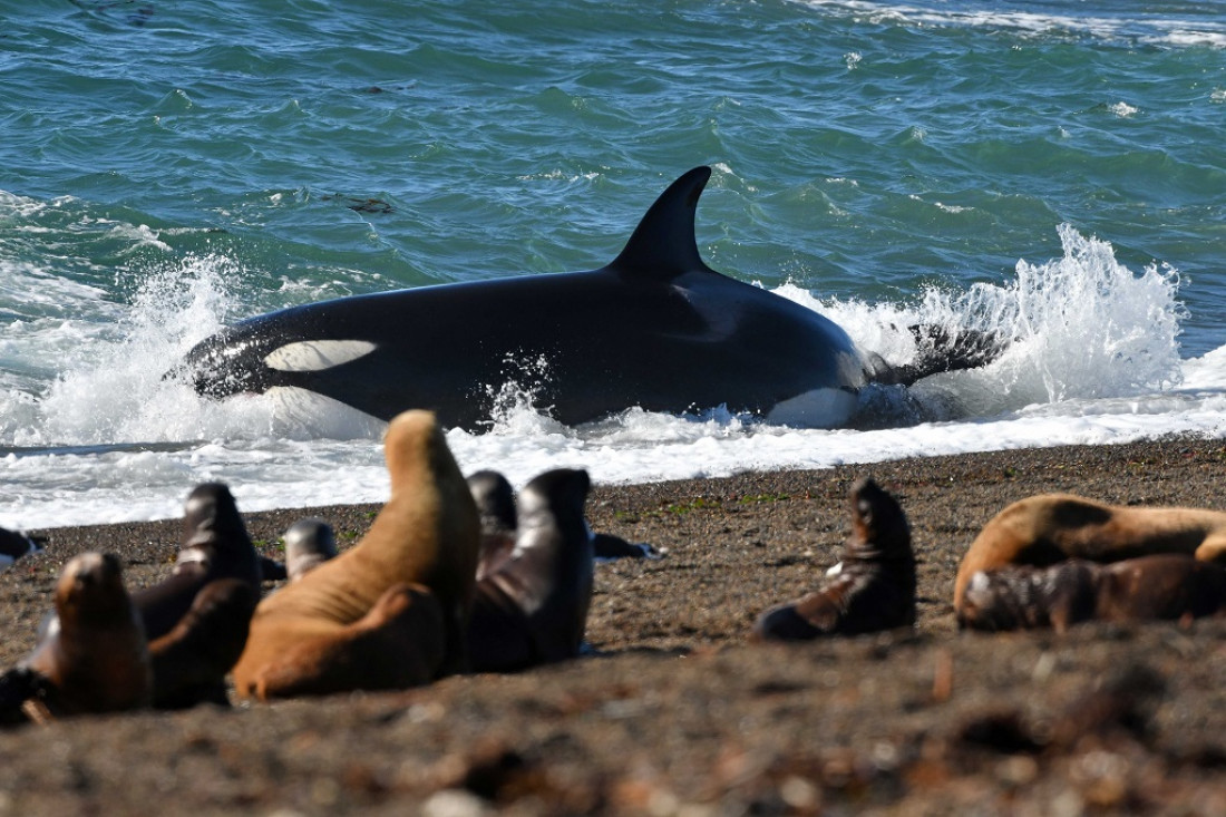 Temporada de orcas: la comarca de Península Valdés festeja con diversas actividades 