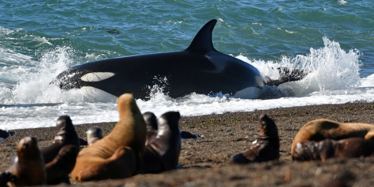 Temporada de orcas: la comarca de Península Valdés festeja con diversas actividades 