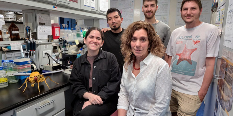 Descrubren cómo cambian ciertas neuronas que regulan el reloj biológico 