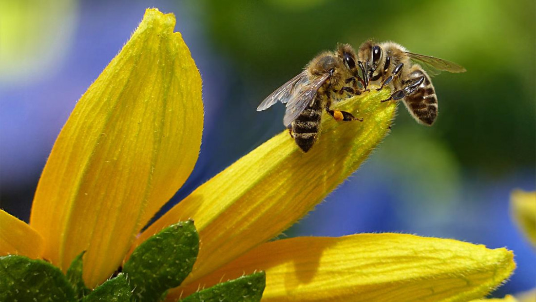 Desarrollan un método único en el mundo para dirigir abejas a zonas cultivadas específicas