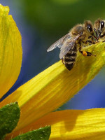 Desarrollan un método único en el mundo para dirigir abejas a zonas cultivadas específicas