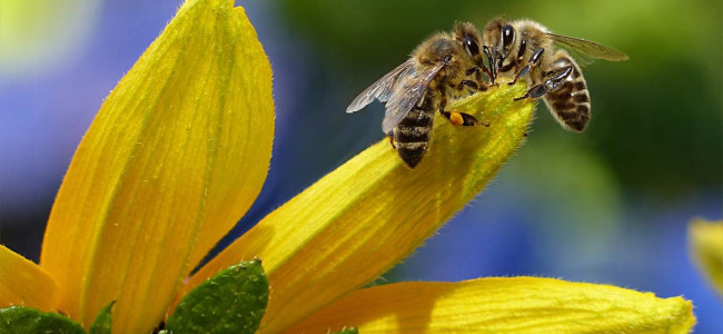 Desarrollan un método único en el mundo para dirigir abejas a zonas cultivadas específicas