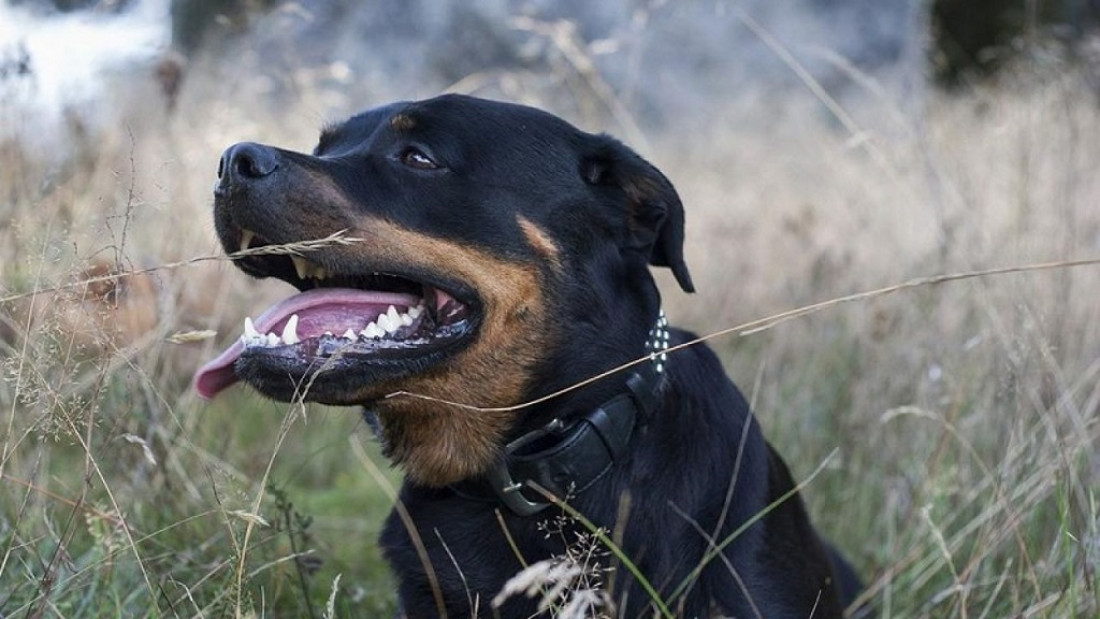 Ley de Perros Peligrosos: por qué sigue sin reglamentarse en Mendoza