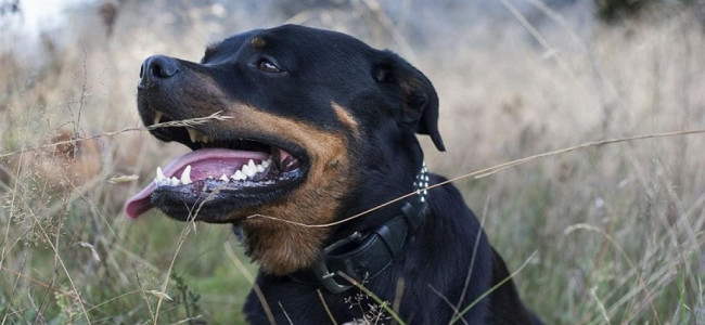 Ley de Perros Peligrosos: por qué sigue sin reglamentarse en Mendoza