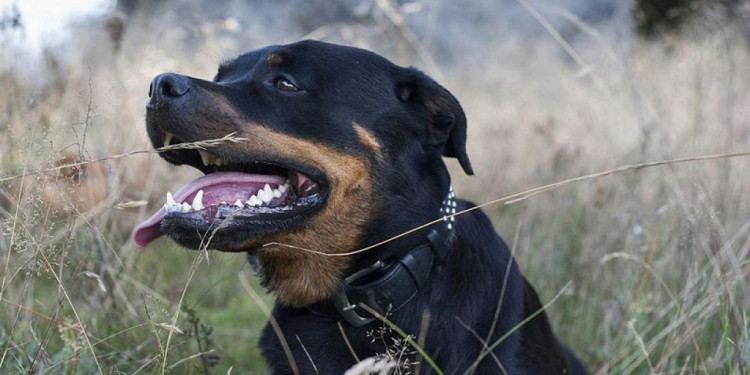 Ley de Perros Peligrosos: por qué sigue sin reglamentarse en Mendoza