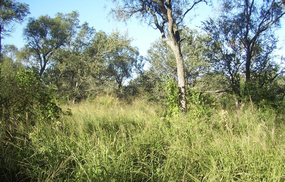 Impulsan modificar autorizaciones de quema de tierras y regulan ley de desmonte de bosques nativos