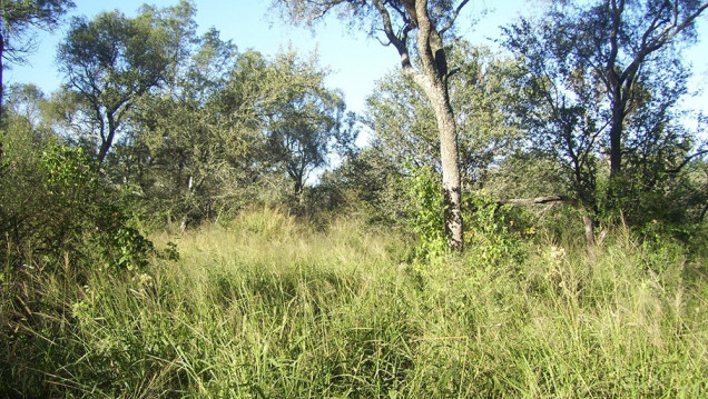 imagen Impulsan modificar autorizaciones de quema de tierras y regulan ley de desmonte de bosques nativos