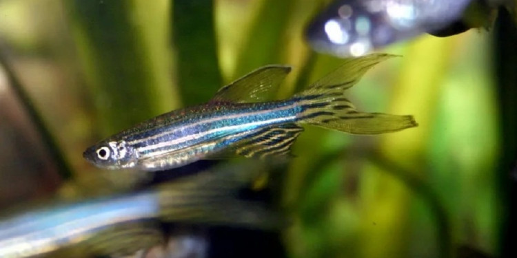 Especialistas del Conicet desentrañaron cómo el pez cebra recupera un órgano dañado en siete días