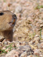 Nuevas especies: los tucu-tucu, roedores que forman colonias como los seres humanos