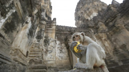 imagen La ciudad de los monos, esa es Lopburi: una pequeña y tranquila localidad a unos 150 kilómetros de Bangkok, Tailandia.