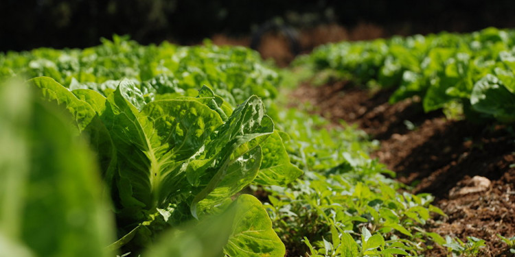 Soberanía Alimentaria: el derecho de un pueblo a definir sus políticas agrarias