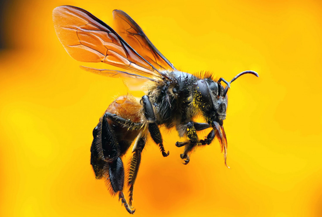 Día Mundial de las Abejas, una especie amenazada