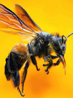 Día Mundial de las Abejas, una especie amenazada