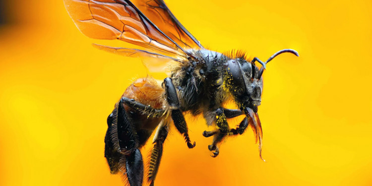 Día Mundial de las Abejas, una especie amenazada