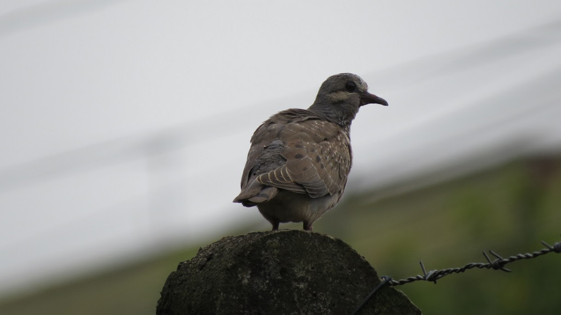 Cementerios, un espacio albergue para las aves de la ciudad