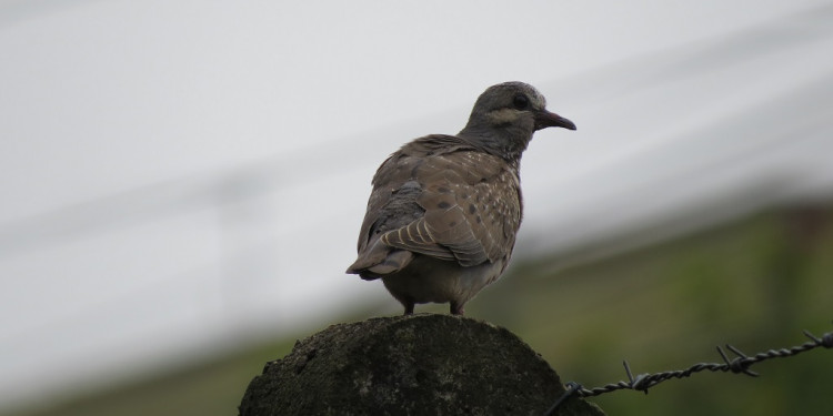 Cementerios, un espacio albergue para las aves de la ciudad