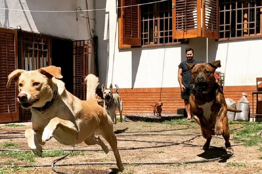 Cada vez con más demanda: cómo son y cuánto cuestan los hoteles para perros y gatos