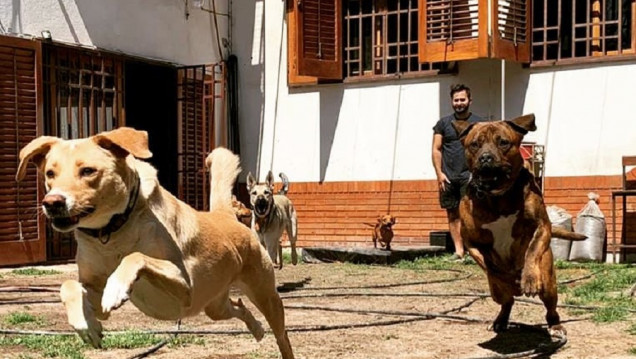 imagen Cada vez con más demanda: cómo son y cuánto cuestan los hoteles para perros y gatos