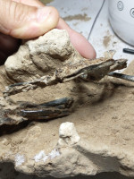Hallaron el fósil de pájaro carpintero más completo de Sudamérica