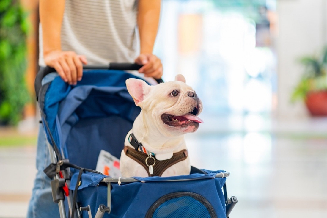¿Qué tan recomendable es humanizar a las mascotas?