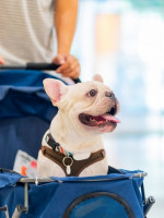 ¿Qué tan recomendable es humanizar a las mascotas?