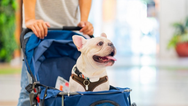 imagen ¿Qué tan recomendable es humanizar a las mascotas?