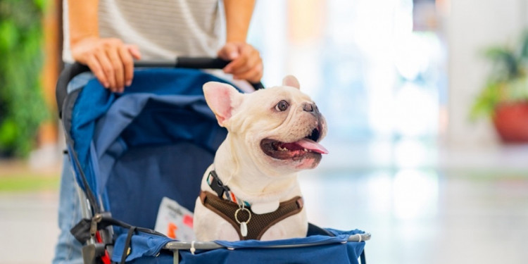 ¿Qué tan recomendable es humanizar a las mascotas?