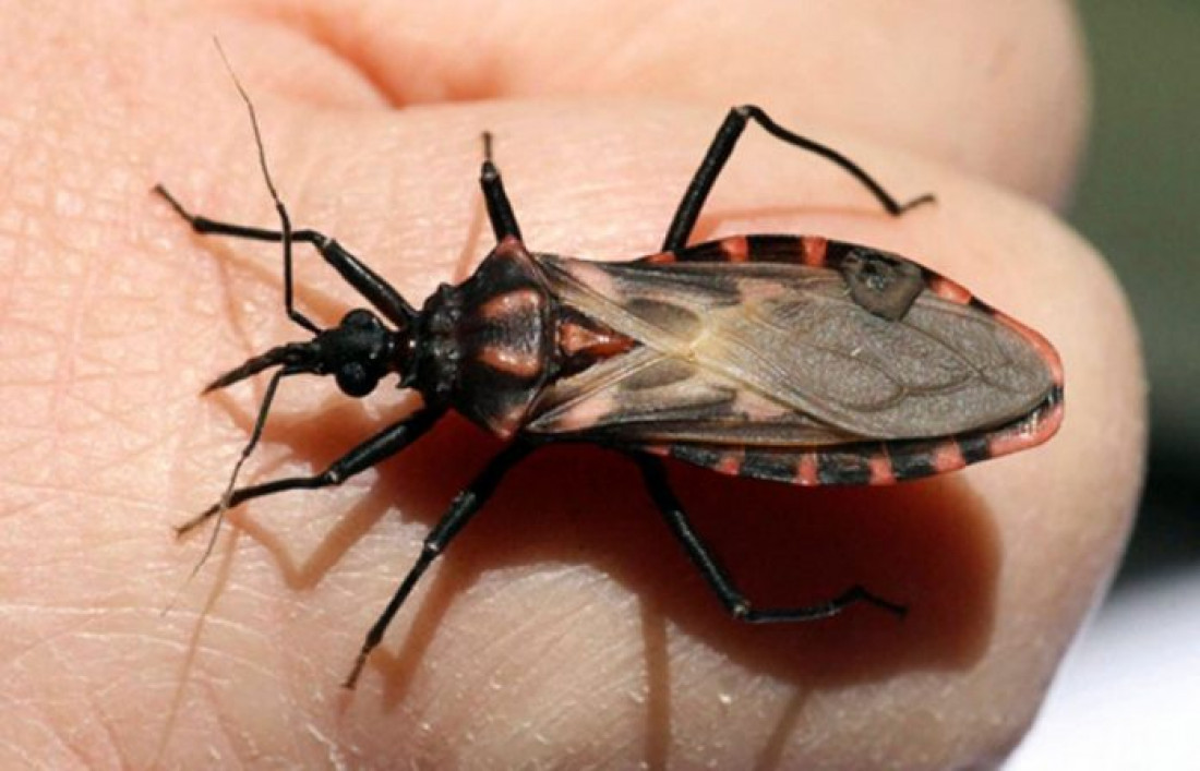 Buscan crear un mapa del Chagas en Argentina