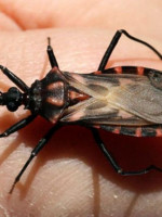 Buscan crear un mapa del Chagas en Argentina