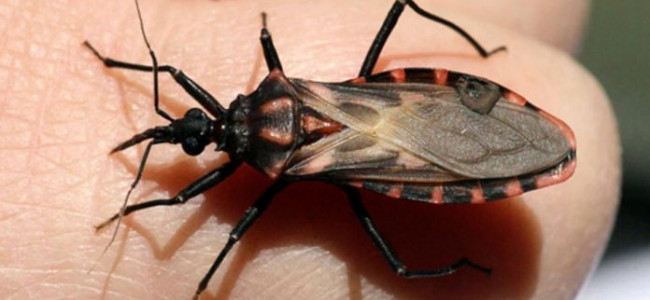 Buscan crear un mapa del Chagas en Argentina