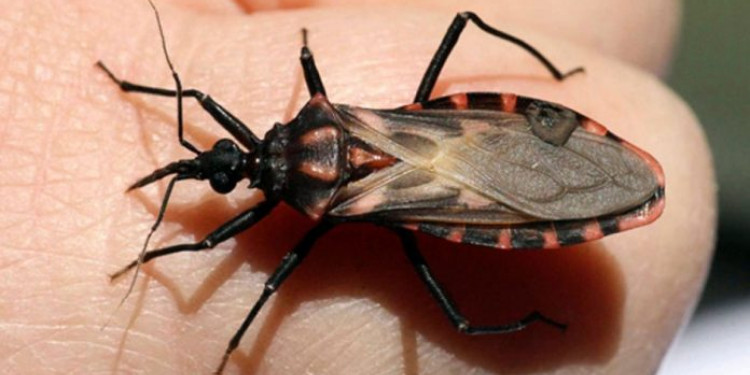 Buscan crear un mapa del Chagas en Argentina