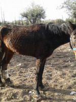 "Pempa", la ONG que trabaja contra el maltrato a los caballos