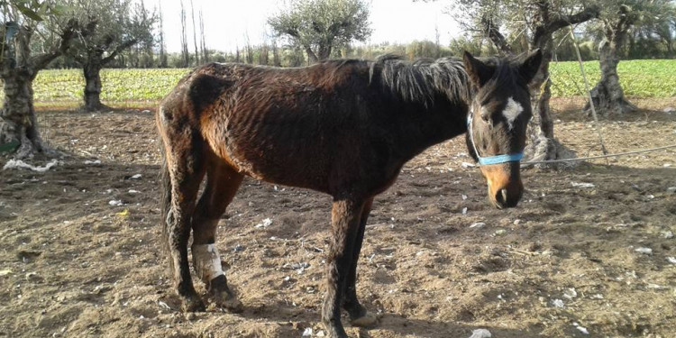 "Pempa", la ONG que trabaja contra el maltrato a los caballos