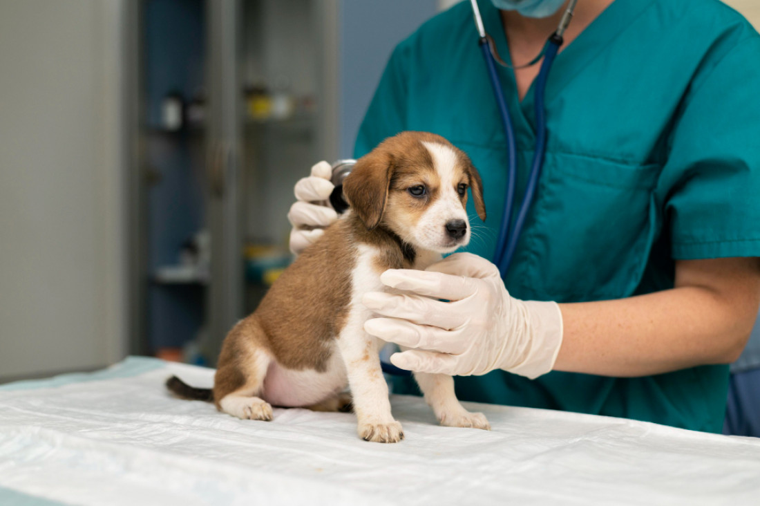 Alerta por la violencia y hostilidad que reciben veterinarios y veterinarias