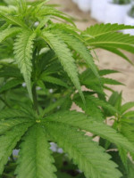 Chile pionero: siete mil semillas de marihuana