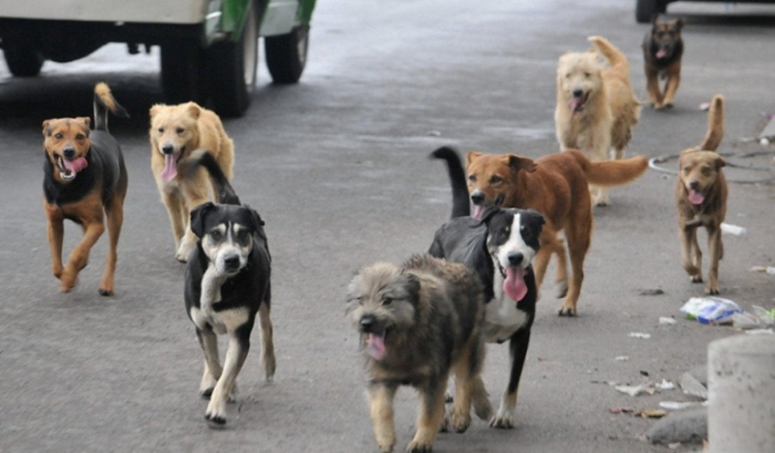 Guaymallén implementa nueva modalidad para esterilizaciones gratuitas de perros y gatos